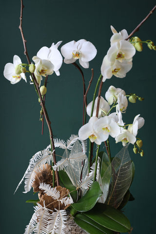 THE SERENE ELEGANCE