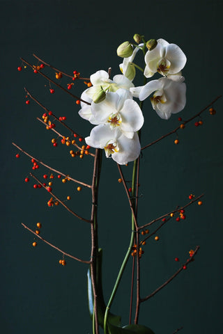 ORCHID‘S NIGHT