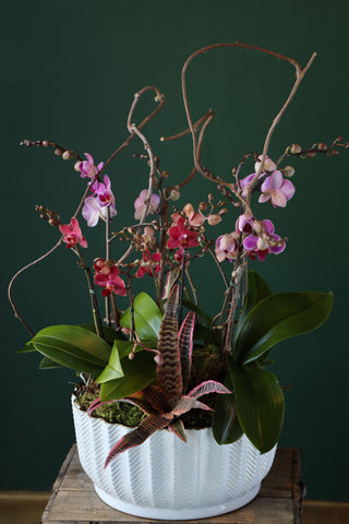 Orchid Garden