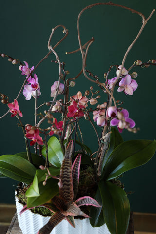 Orchid Garden