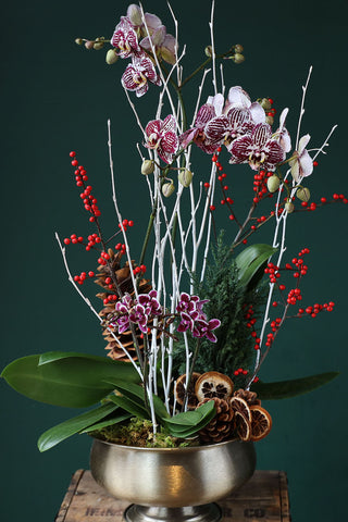 ORCHID ELEGANCE