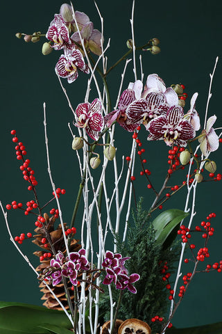 ORCHID ELEGANCE