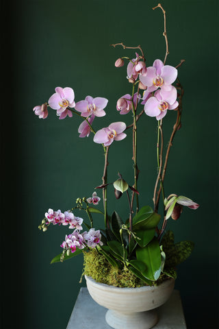 Seasonal Designers Choice Orchid Arrangement