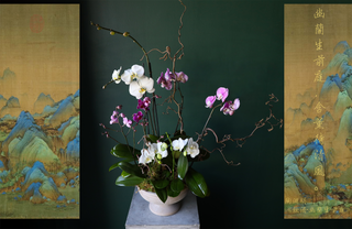 Holiday Designer’s Choice | Classic Oriental Orchid Arrangement