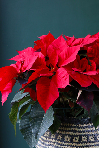 Classic Holiday Poinsettia in Woven Basket